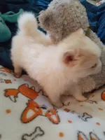 Lilly, a female Pomeranian for sale in Westwego, LA – 9 of 9