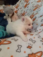 Lilly, a female Pomeranian for sale in Westwego, LA – 4 of 9