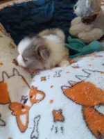 Rainbow, a female Pomeranian for sale in Westwego, LA – 8 of 9