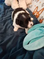 Oreo, a male Pomeranian and Shih Tzu for sale in Westwego, LA – 3 of 7