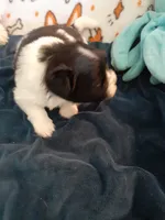 Oreo, a male Pomeranian and Shih Tzu for sale in Westwego, LA – 5 of 7