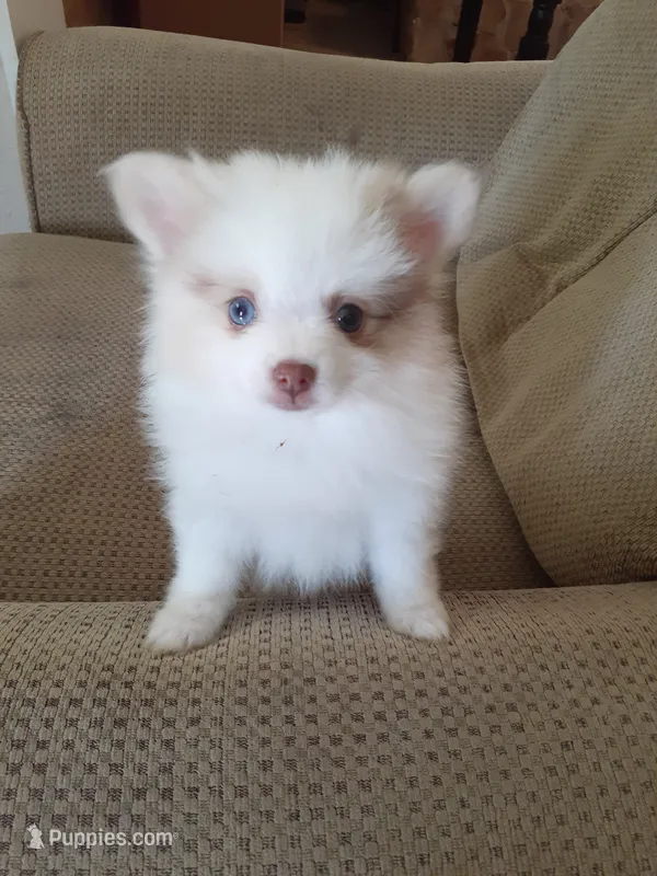 Pudding – Pomeranian puppy for sale in Westwego, LA