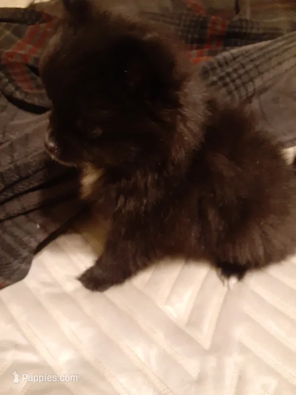 Pooh bear – Pomeranian puppy for sale in Westwego, LA