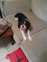Lexi, a female Cavalier King Charles Spaniel for sale in Westwego, LA – 6 of 8