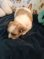 Brownie, a female Pomeranian and Shih Tzu for sale in Westwego, LA – 10 of 10