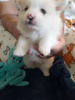 Beignet, a male Pomeranian for sale in Westwego, LA – 2 of 7