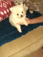 Po, a male Pomeranian for sale in Westwego, LA – 2 of 2