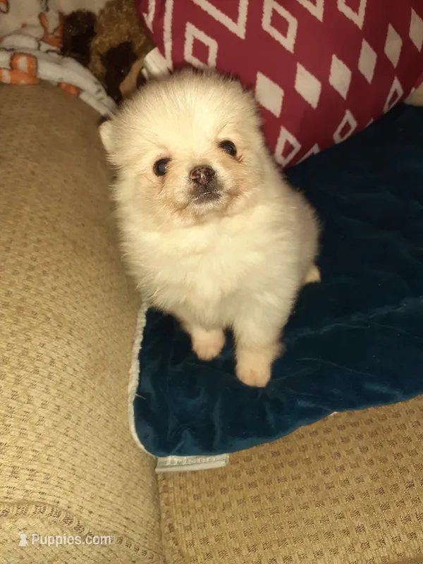 Po – Pomeranian puppy for sale in Westwego, LA