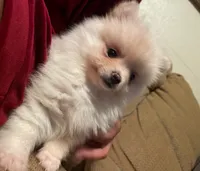 Po, a male Pomeranian for sale in Westwego, LA – 3 of 7