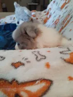 Rainbow, a female Pomeranian for sale in Westwego, LA – 9 of 9