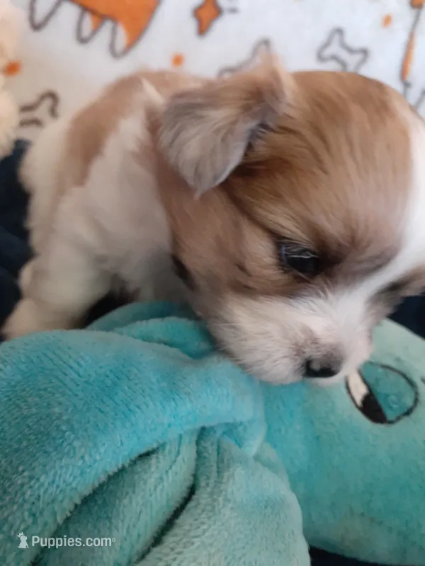 Brownie – Pomeranian, Shih Tzu puppy for sale in Westwego, LA