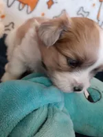 Brownie, a female Pomeranian and Shih Tzu for sale in Westwego, LA – 1 of 10