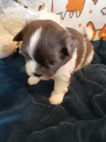 Fudge, a male Pomeranian and Shih Tzu for sale in Westwego, LA – 8 of 10