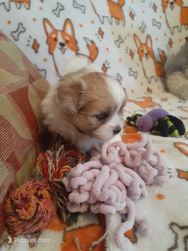 Brownie – Pomeranian, Shih Tzu puppy for sale in Westwego, LA