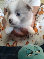 Rainbow, a female Pomeranian for sale in Westwego, LA – 6 of 9