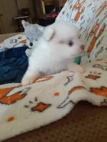 Pudding, a female Pomeranian for sale in Westwego, LA – 8 of 9