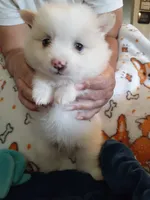 Beignet, a male Pomeranian for sale in Westwego, LA – 4 of 7