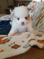 Pudding, a female Pomeranian for sale in Westwego, LA – 3 of 9