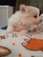 Lilly, a female Pomeranian for sale in Westwego, LA – 3 of 9
