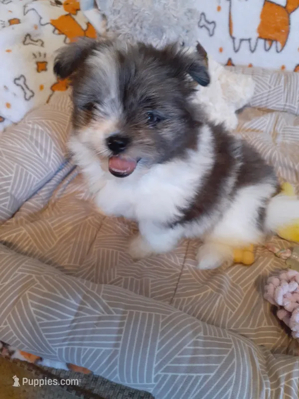 Fudge – Pomeranian, Shih Tzu puppy for sale in Westwego, LA