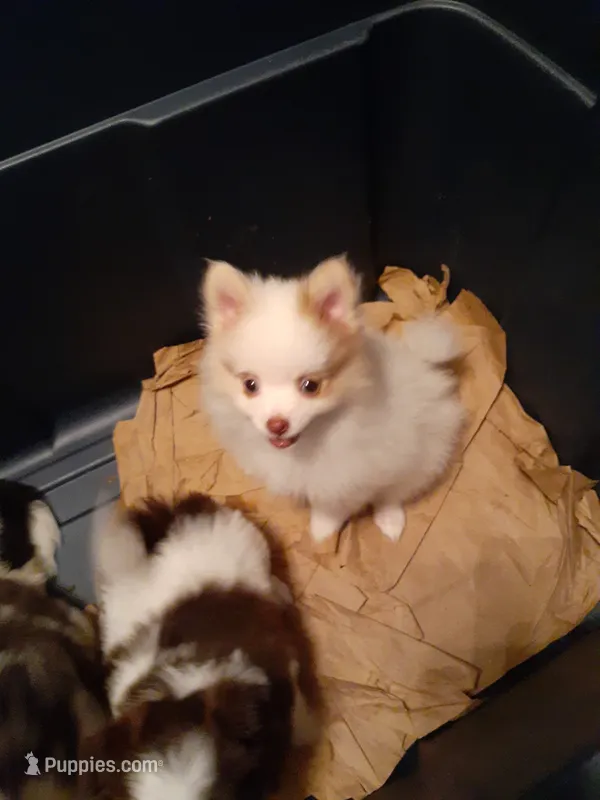 Pudding – Pomeranian puppy for sale in Westwego, LA