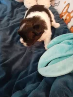 Oreo, a male Pomeranian and Shih Tzu for sale in Westwego, LA – 2 of 7