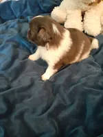 Fudge, a male Pomeranian and Shih Tzu for sale in Westwego, LA – 9 of 10