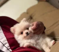 Po, a male Pomeranian for sale in Westwego, LA – 4 of 7