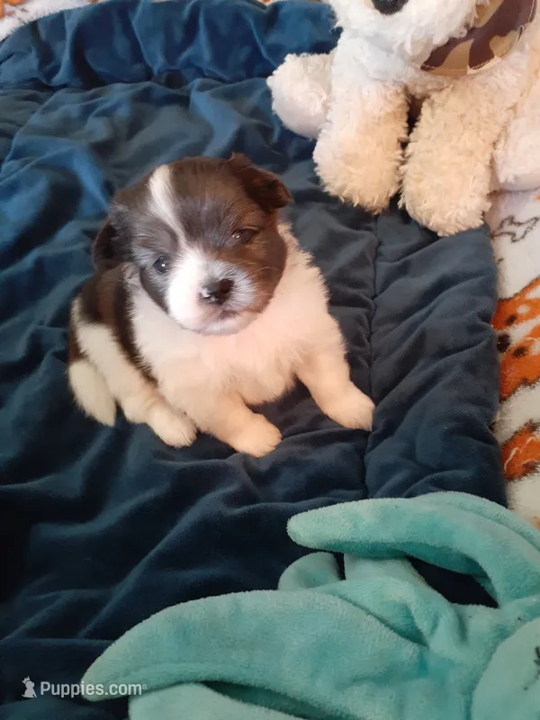 Fudge – Pomeranian, Shih Tzu puppy for sale in Westwego, LA