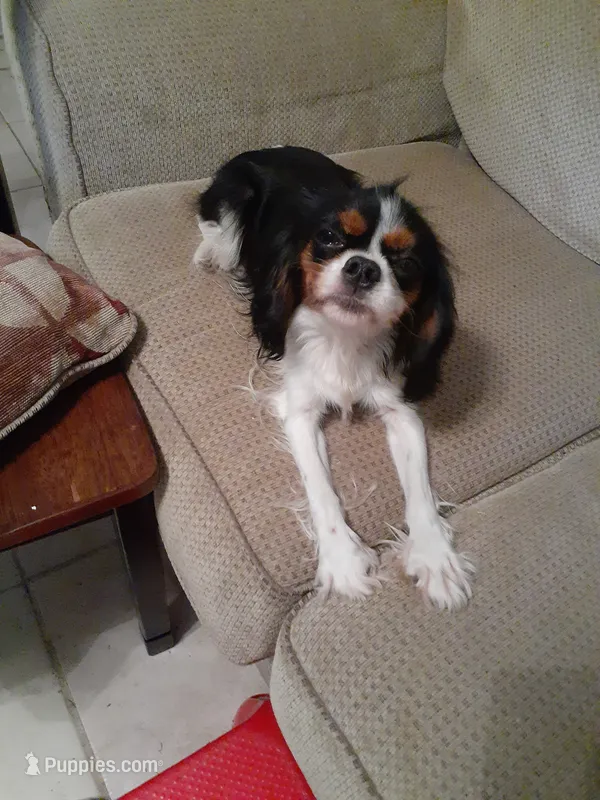 Lexi – Cavalier King Charles Spaniel puppy for sale in Westwego, LA
