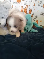Rainbow, a female Pomeranian for sale in Westwego, LA – 4 of 9