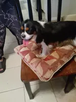Lexi, a female Cavalier King Charles Spaniel for sale in Westwego, LA – 2 of 8