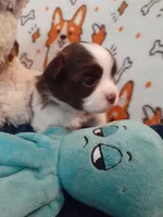Praline, a female Pomeranian and Shih Tzu for sale in Westwego, LA – 4 of 10