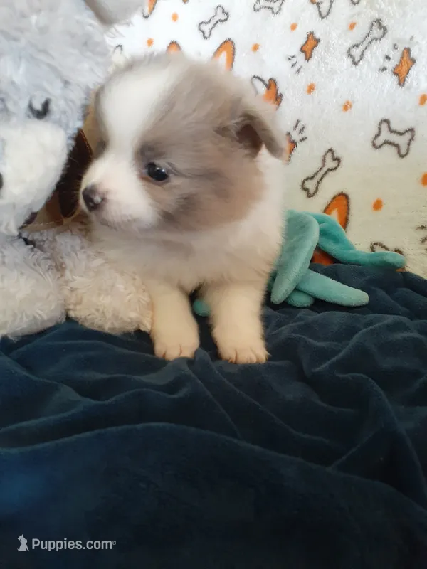 Rainbow – Pomeranian puppy for sale in Westwego, LA