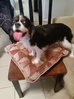 Lexi, a female Cavalier King Charles Spaniel for sale in Westwego, LA – 7 of 8