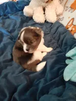 Fudge, a male Pomeranian and Shih Tzu for sale in Westwego, LA – 3 of 10