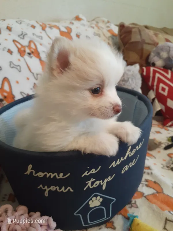 Lilly – Pomeranian puppy for sale in Westwego, LA