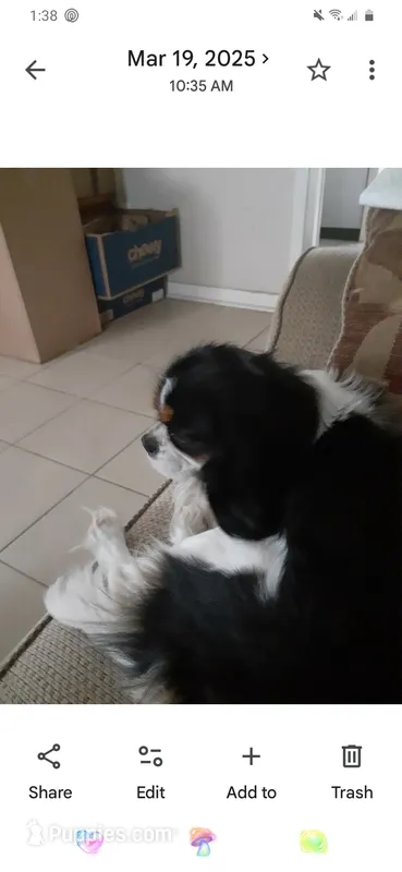 Lexi – Cavalier King Charles Spaniel puppy for sale in Westwego, LA