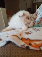 Pudding, a female Pomeranian for sale in Westwego, LA – 6 of 9