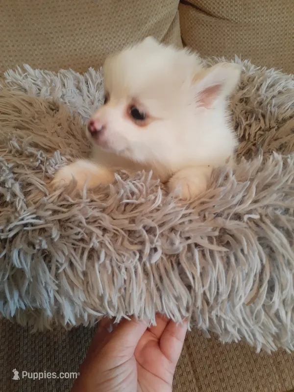 Beignet – Pomeranian puppy for sale in Westwego, LA