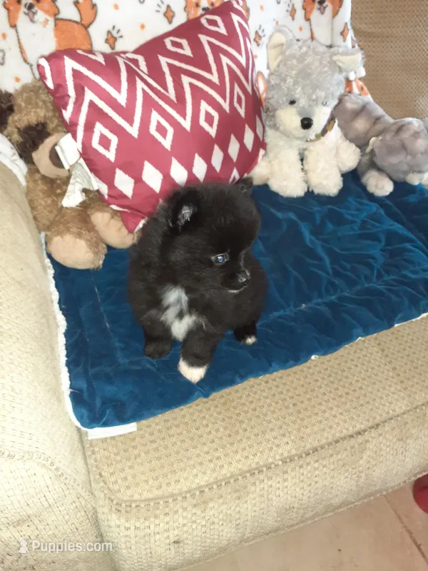 Teddy bear – Pomeranian puppy for sale in Westwego, LA
