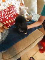 Teddy bear, a male Pomeranian for sale in Westwego, LA – 2 of 2