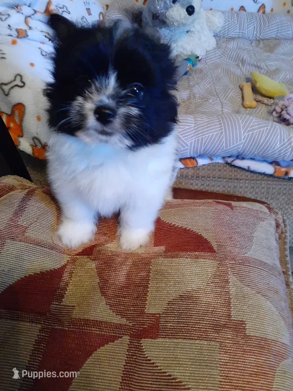 Oreo – Pomeranian, Shih Tzu puppy for sale in Westwego, LA