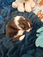 Fudge, a male Pomeranian and Shih Tzu for sale in Westwego, LA – 7 of 10