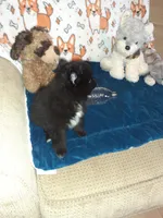 Pooh bear, a male Pomeranian for sale in Westwego, LA – 2 of 3