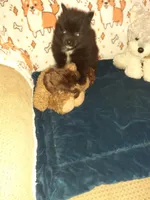 Pooh bear, a male Pomeranian for sale in Westwego, LA – 3 of 3