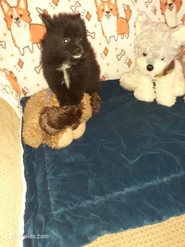 Pooh bear – Pomeranian puppy for sale in Westwego, LA