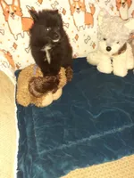 Pooh bear, a male Pomeranian for sale in Westwego, LA – 1 of 3