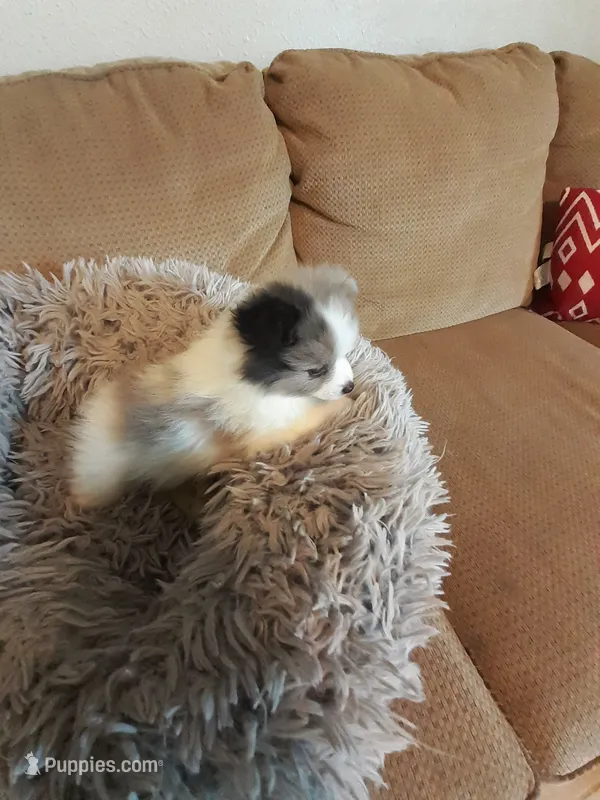Rainbow – Pomeranian puppy for sale in Westwego, LA
