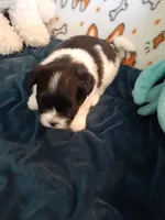 Oreo, a male Pomeranian and Shih Tzu for sale in Westwego, LA – 7 of 7